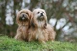 LHASSA APSO 228